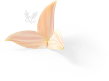 a beautiful lotus flower image